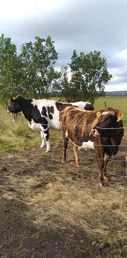 Rauthuskrithur Farm Holmabaeir Экстерьер фото